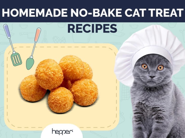 Best No-Bake Cat Treat Recipes: Easy & Healthy for Your Kitty