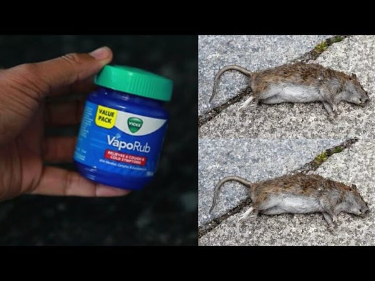 Does Vicks and Baking Soda Kill Mice? The Truth Revealed